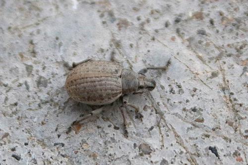Attactagenus plumbeus